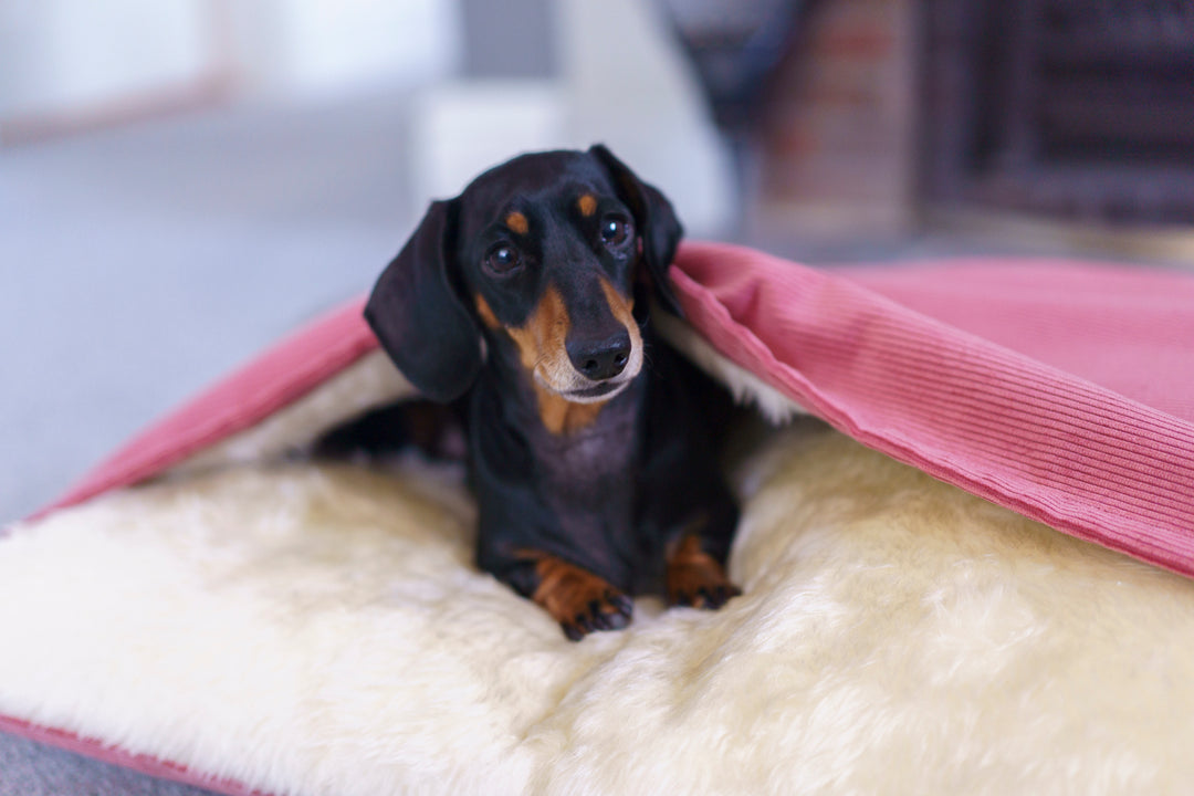 The Burrow Bed