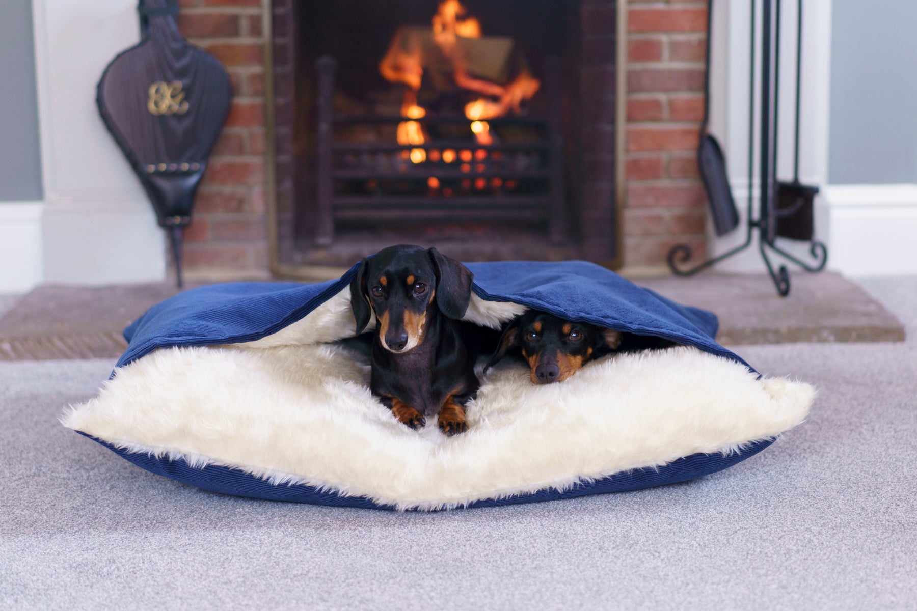 Dachshund tunnel outlet bed