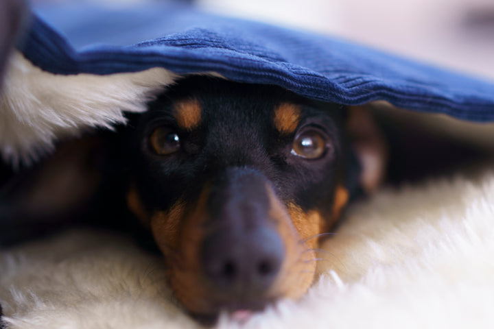 The Burrow Bed