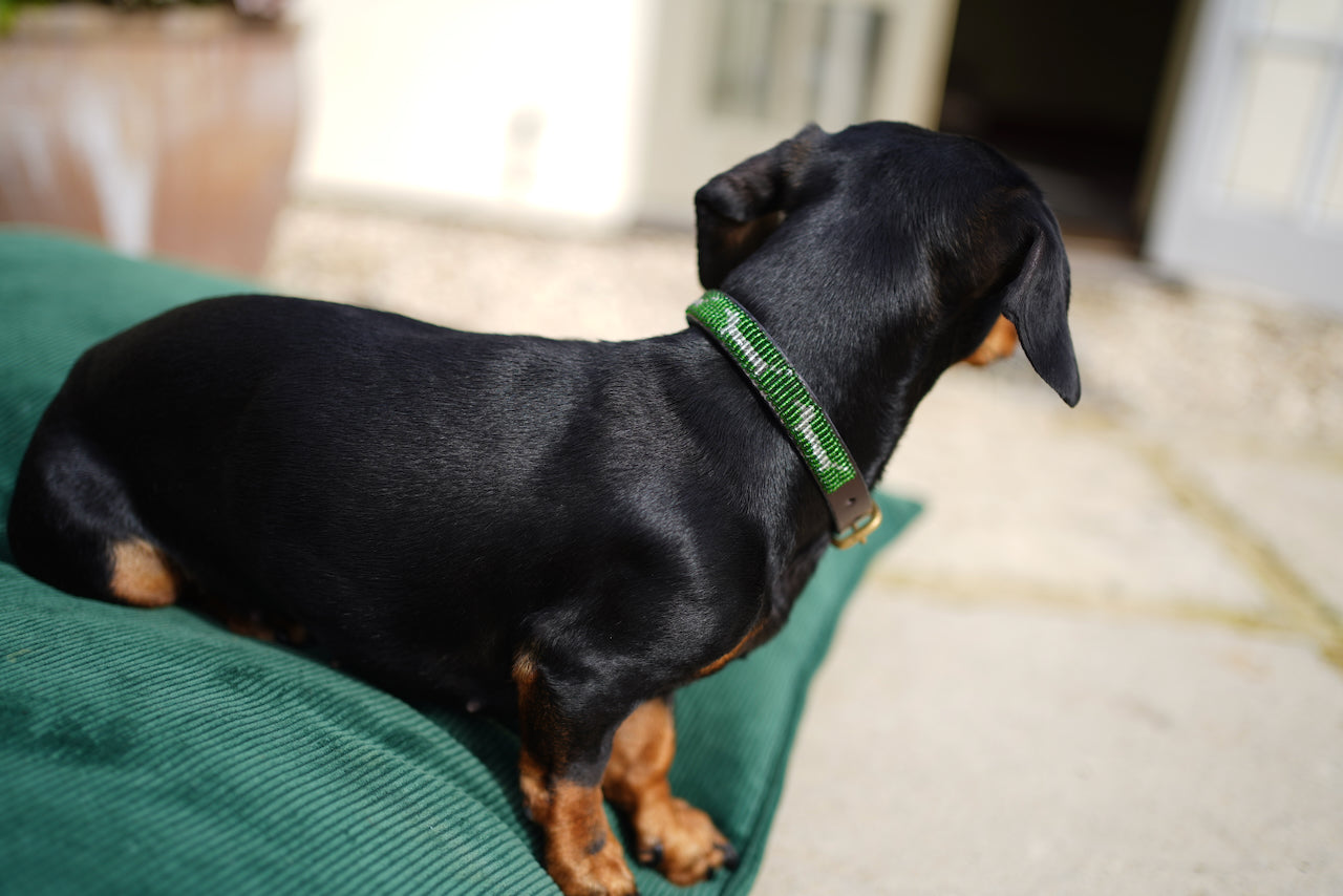 Dachshund on sale puppy collars